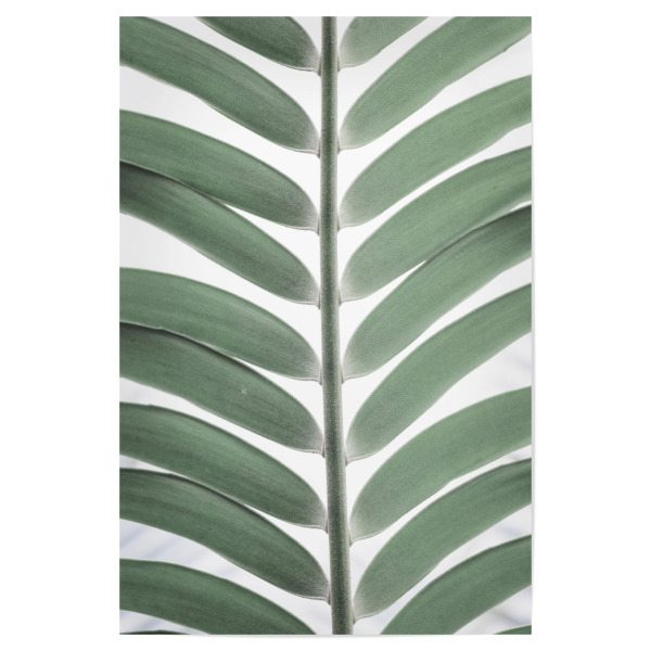 Poster "Mintgrüne Palme" artboxONE - Natur,Floral,Reise / Strand und Meer