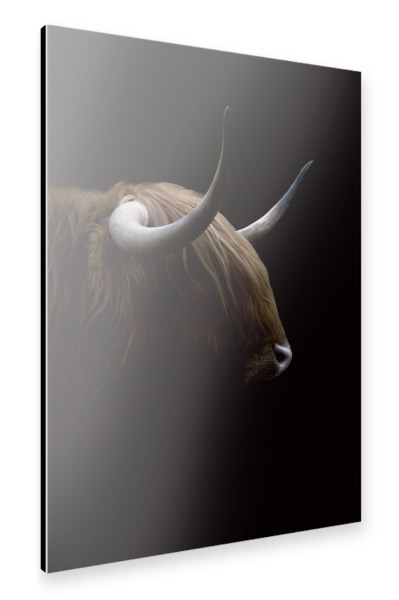 Alu-Dibond "Dunkle Highlander-Kuh" 30x20 cm artboxONE