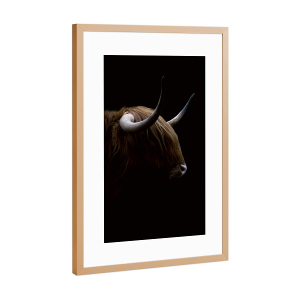 Poster mit Rahmen Kupfer "Dunkle Highlander-Kuh" artboxONE - Natur,Tiere