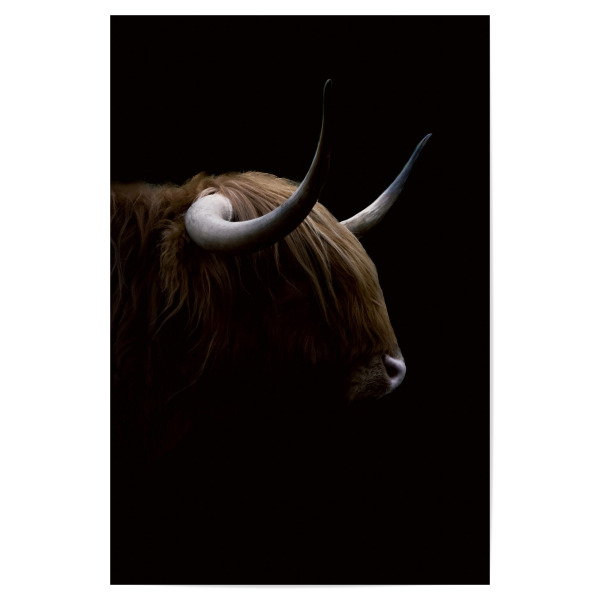 Poster 30x20 cm "Dunkle Highlander-Kuh" artboxONE - Natur,Tiere
