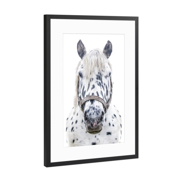 Poster mit Rahmen Schwarz (Metallic) "Geflecktes weißes Pferd" artboxONE - Natur,Tiere