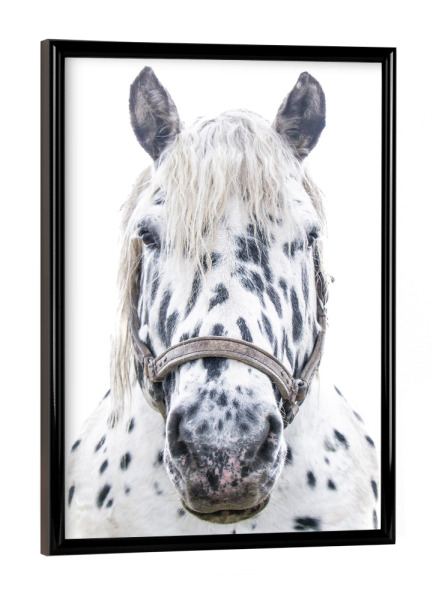 Poster mit schwarzem Rahmen "Geflecktes weißes Pferd" artboxONE - Natur,Tiere