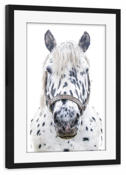 Poster mit Rahmen schwarz "Geflecktes weißes Pferd" artboxONE - Natur,Tiere