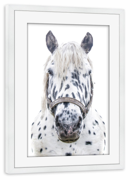 Poster mit Rahmen weiß "Geflecktes weißes Pferd" artboxONE - Natur,Tiere