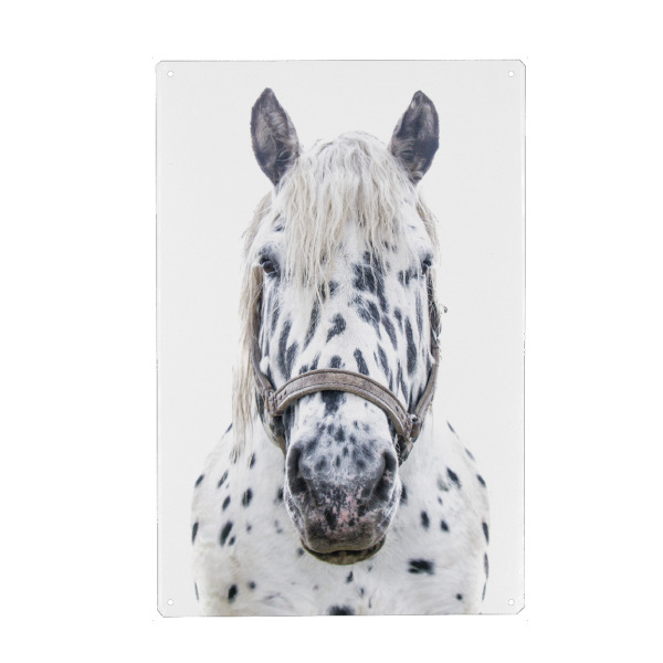 Holzbild "Geflecktes weißes Pferd" artboxONE - Natur,Tiere