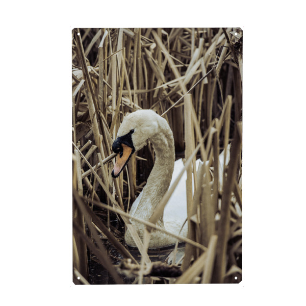 Holzbild "Schwanensee" artboxONE - Natur,Tiere