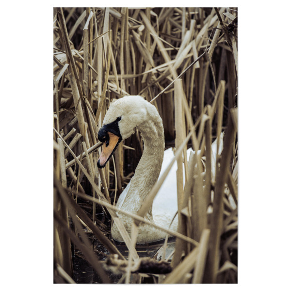 Poster "Schwanensee" artboxONE - Natur,Tiere