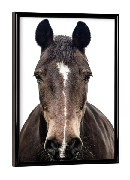 Poster mit schwarzem Rahmen "Braunes Pferdeporträt" artboxONE - Natur,Tiere