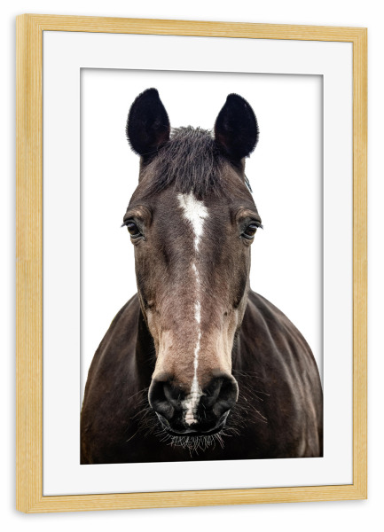 Poster mit Rahmen kiefer "Braunes Pferdeporträt" artboxONE - Natur,Tiere
