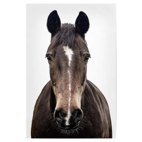 Poster "Braunes Pferdeporträt" artboxONE - Natur,Tiere