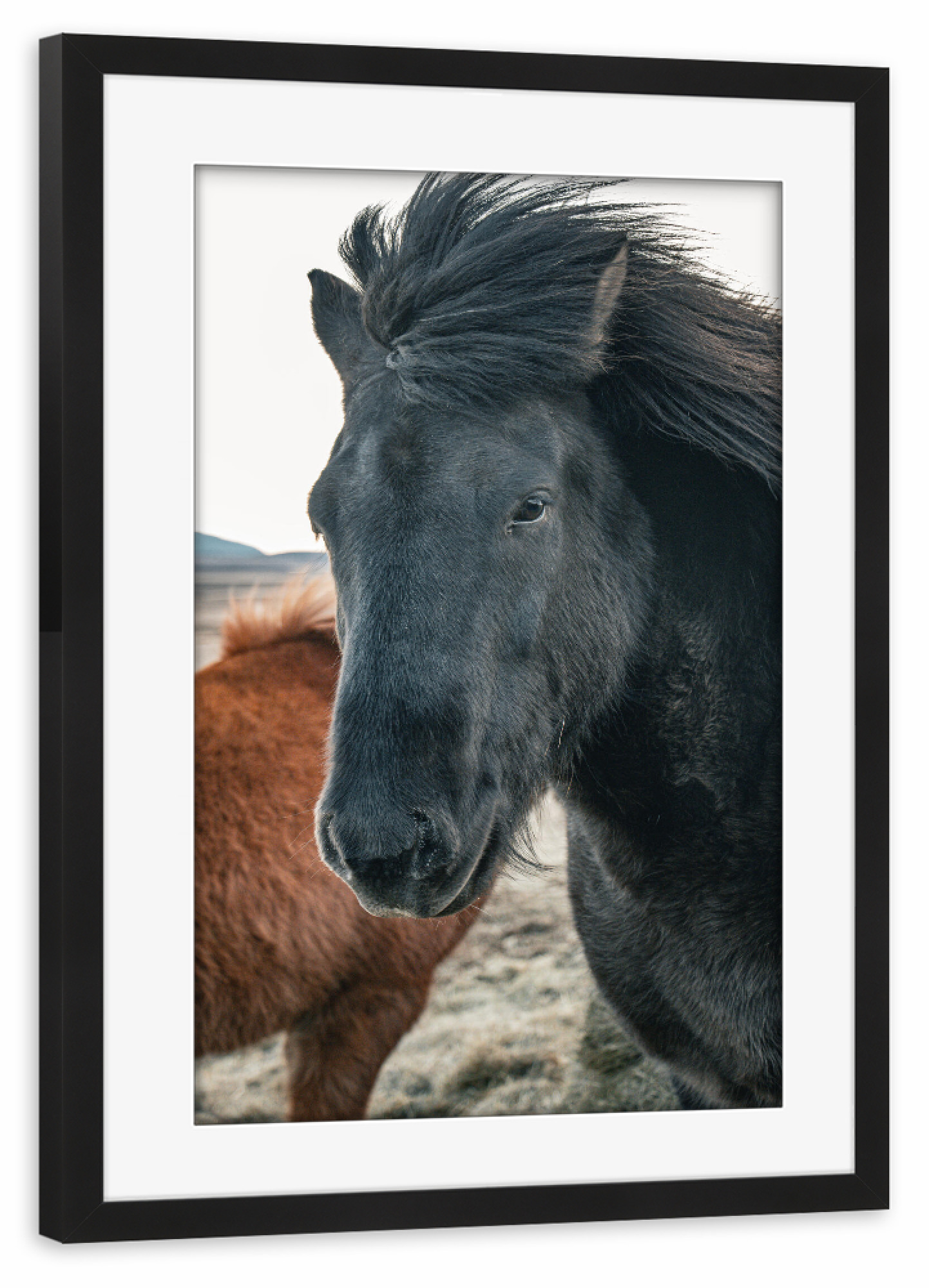 Poster mit Rahmen schwarz "Dunkles Islandpferd" artboxONE - Natur,Reise,Tiere