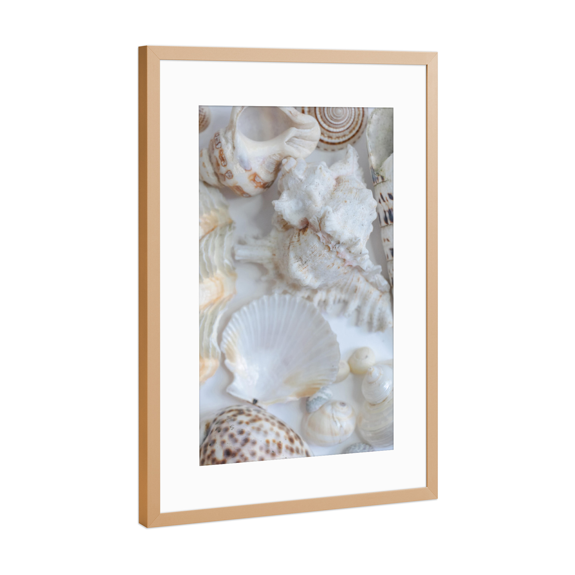 Poster mit Rahmen Kupfer "Zarte Muscheln" artboxONE - Natur,Reise / Strand und Meer