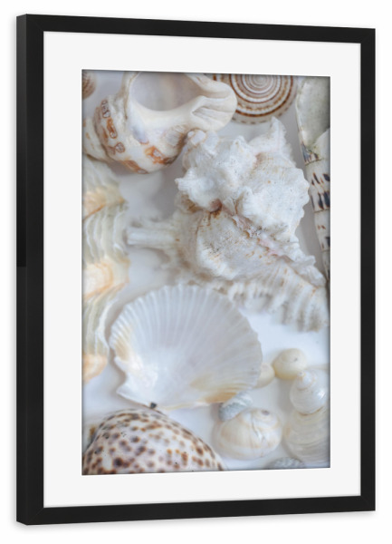 Poster mit Rahmen schwarz "Zarte Muscheln" artboxONE - Natur,Reise / Strand und Meer