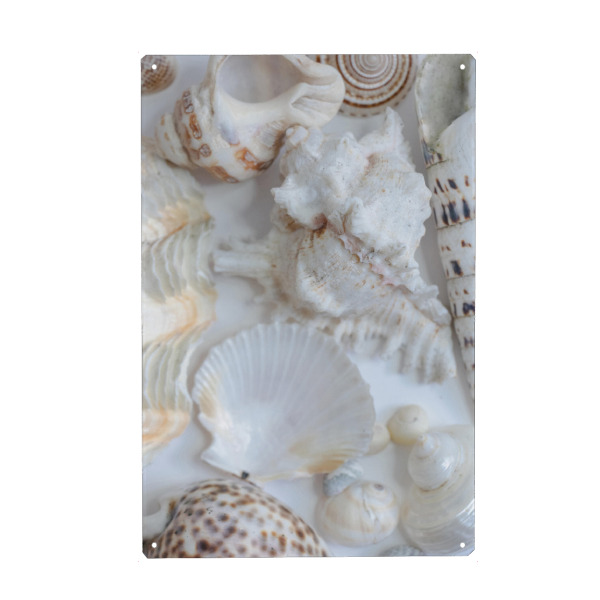 Holzbild "Zarte Muscheln" artboxONE - Natur,Reise / Strand und Meer