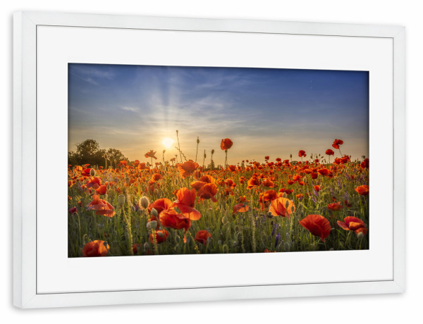 Poster mit Rahmen weiß "Mohnblumenidyll im Sonnenuntergang" artboxONE - Natur,Floral