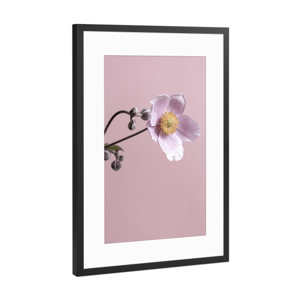 Poster mit Rahmen Schwarz (Metallic) "Pinke Blume" artboxONE - Natur,Floral