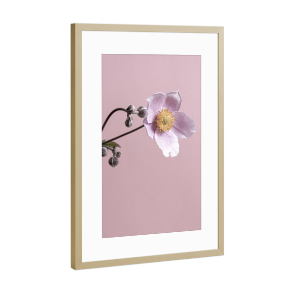 Poster mit Rahmen Gold "Pinke Blume" artboxONE - Natur,Floral