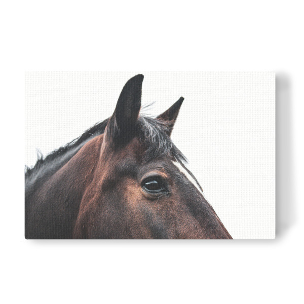 Leinwandbild "Braunes Pferdekopfporträt" artboxONE - Natur,Tiere,Sport