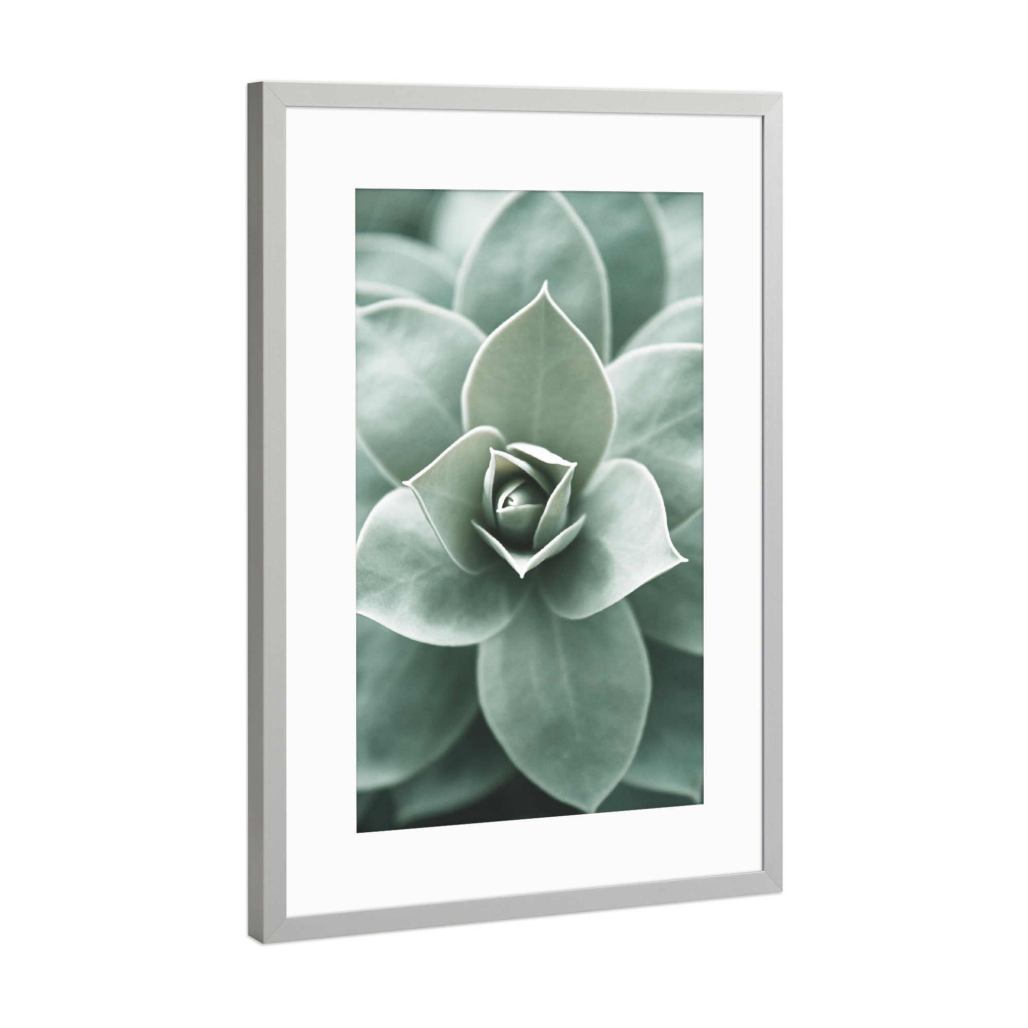 Poster mit Rahmen Silber "Kaktuspflanzenherz" artboxONE - Natur,Floral,Reise / Strand und Meer