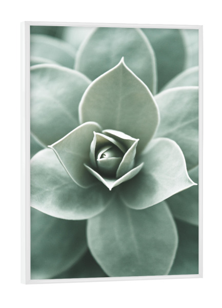 Poster mit weißem Rahmen "Kaktuspflanzenherz" artboxONE - Natur,Floral,Reise / Strand und Meer