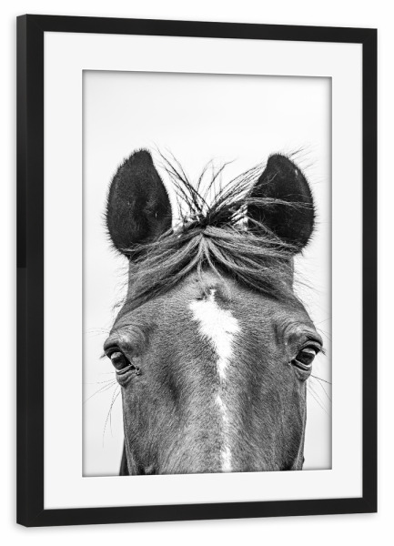 Poster mit Rahmen schwarz "Dunkles Pferd I" artboxONE - Natur,Tiere