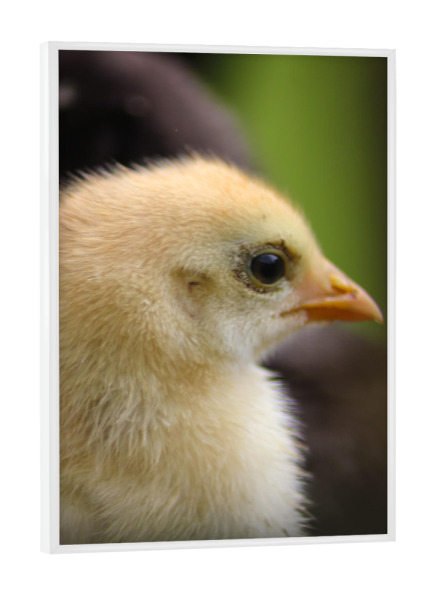 Poster mit weißem Rahmen "Bild von schönen Küken" artboxONE - Natur,Tiere,Liebe,Lustig - Küken,Huhn,Hühner,Tier,Tiere
