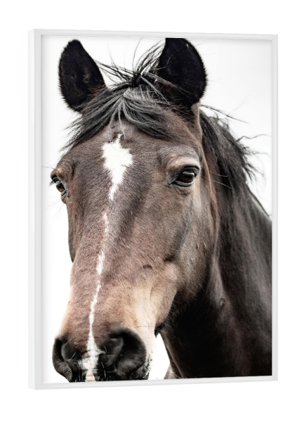 Poster mit weißem Rahmen "Brauner Pferdekopf" artboxONE - Natur,Tiere
