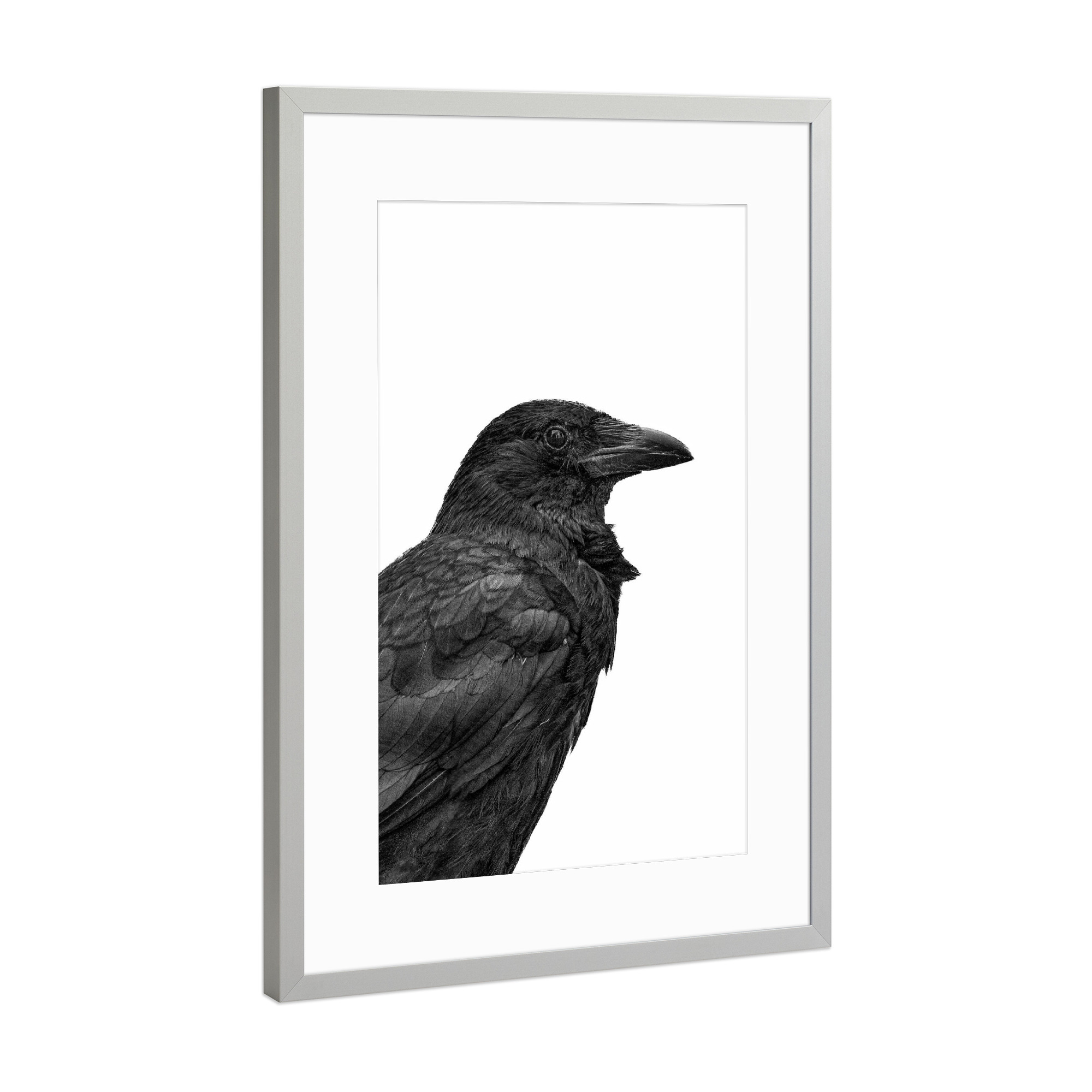 Poster mit Rahmen Silber "Rabenvogel sw" artboxONE - Natur,Tiere