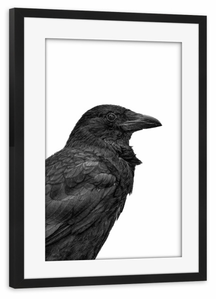 Poster mit Rahmen schwarz "Rabenvogel sw" artboxONE - Natur,Tiere