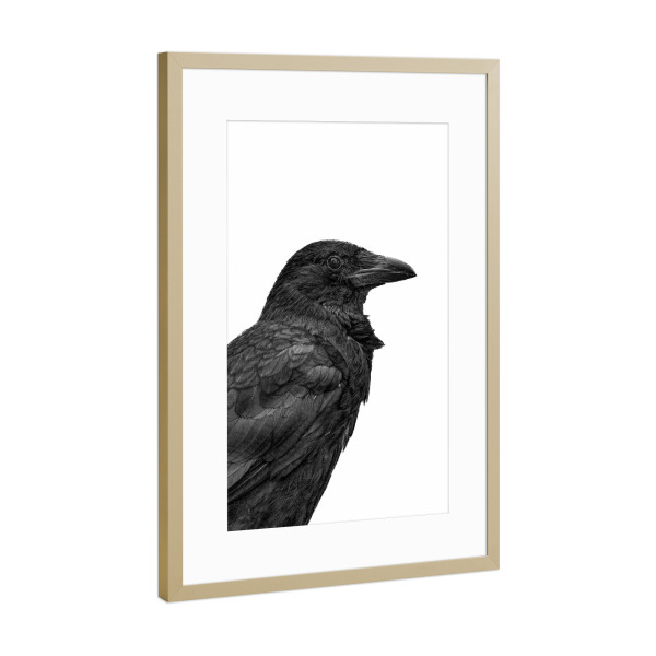 Poster mit Rahmen Gold "Rabenvogel sw" artboxONE - Natur,Tiere