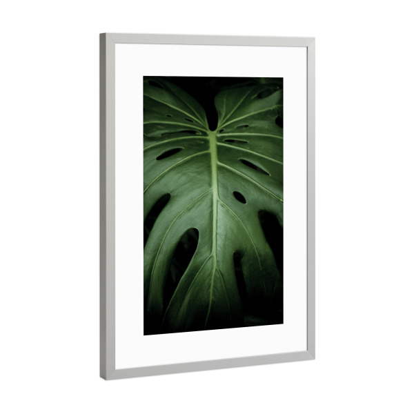 Poster mit Rahmen Silber "Monstera-Pflanzen" artboxONE - Natur,Reise,Reise / Strand und Meer