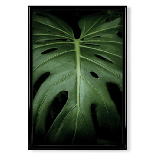 Monstera-Pflanzen