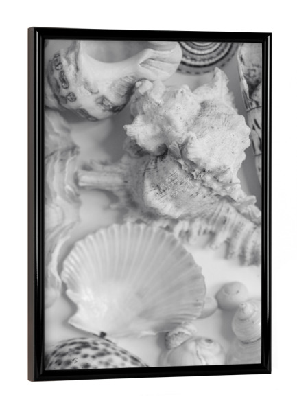 Poster mit schwarzem Rahmen "Schwarze und weiße Strandmuscheln" artboxONE - Natur,Reise / Strand und Meer