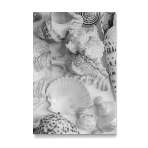 Galerie-Print "Schwarze und weiße Strandmuscheln" 30x20 cm artboxONE