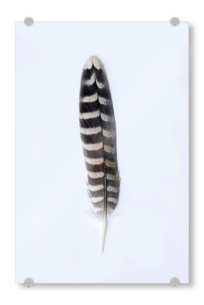Acrylglasbild "Geisterfeder" artboxONE - Natur,Tiere