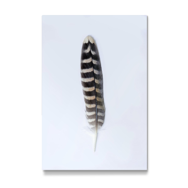 Galerie-Print "Geisterfeder" 30x20 cm artboxONE