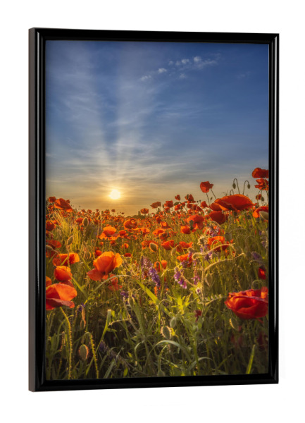Poster mit schwarzem Rahmen "Herrlicher Mohn-Sonnenuntergang" artboxONE - Natur,Floral