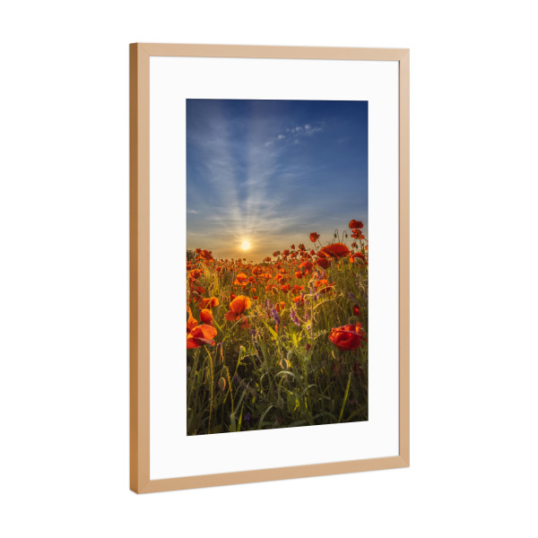 Poster mit Rahmen Kupfer "Herrlicher Mohn-Sonnenuntergang" artboxONE - Natur,Floral