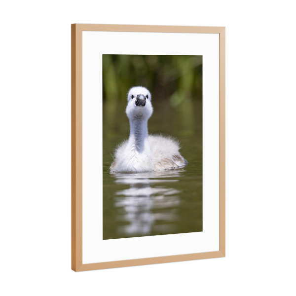 Poster mit Rahmen Kupfer "Neugieriges Schwan Küken" artboxONE - Tiere - Schwan,Schwan küken,Tiere,Natur,Wildlife,Tierkinder