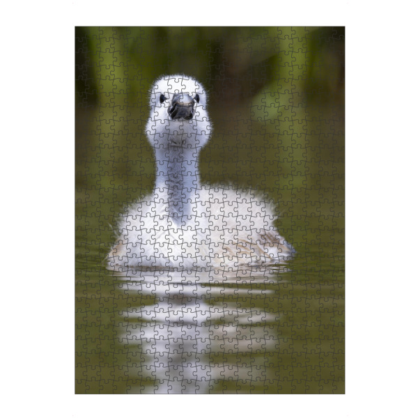 artboxONE Puzzle "Neugieriges Schwan Küken" artboxONE - Tiere - Schwan,Schwan küken,Tiere,Natur,Wildlife,Tierkinder - Bild schwan