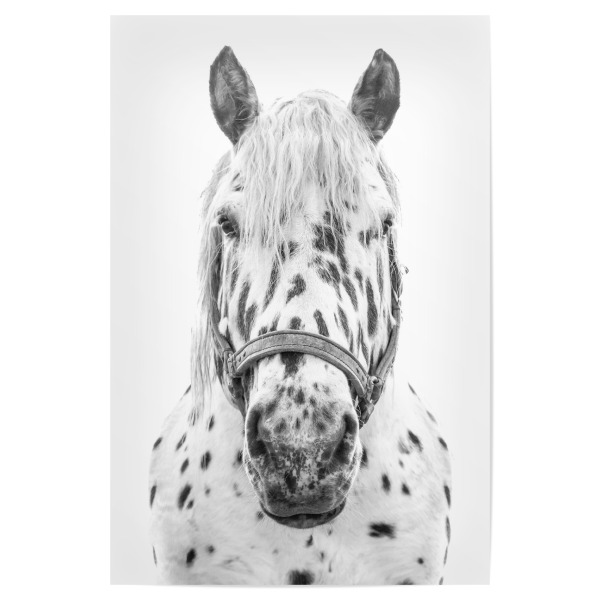 Poster 30x20 cm "Schwarz-weiß geflecktes Pferd" artboxONE - Natur,Tiere