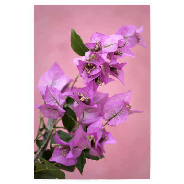 Poster "Bougainvillea Blüte Pastel Pink" artboxONE - Natur,Reise,Floral