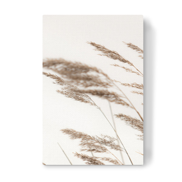 Leinwandbild "Pampasgras I" artboxONE - Natur,Floral,Für Mama