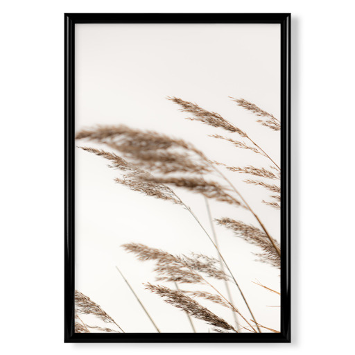 Pampas grass I