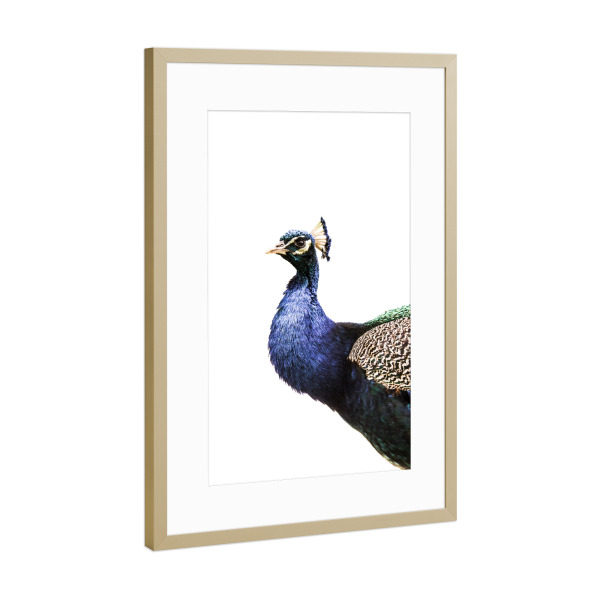 Poster mit Rahmen Gold "Blauer Pfau" artboxONE - Natur,Tiere