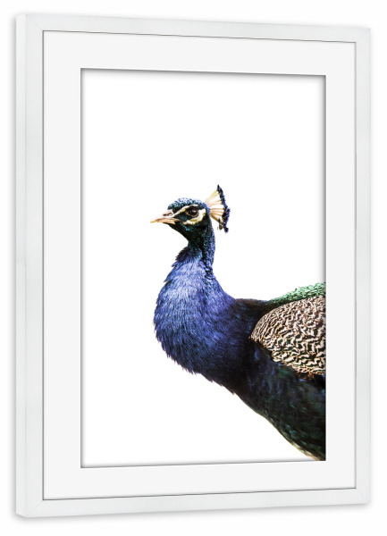 Poster mit Rahmen weiß "Blauer Pfau" artboxONE - Natur,Tiere