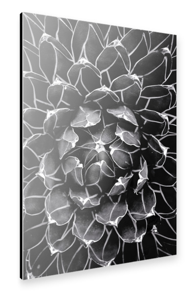 Alu-Dibond "Kaktus-Herz-botanische Blume" 30x20 cm artboxONE