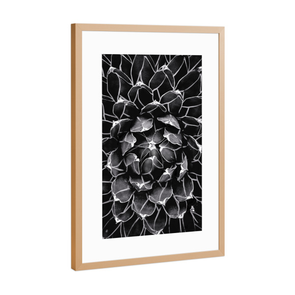 Poster mit Rahmen Kupfer "Kaktus-Herz-botanische Blume" artboxONE - Natur,Floral