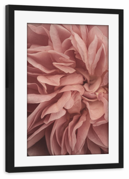 Poster mit Rahmen schwarz "Rosa Blütenblattränder" artboxONE - Natur,Floral,Für Mama