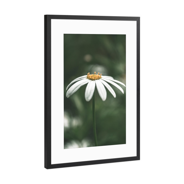 Poster mit Rahmen Schwarz (Metallic) "Gänseblümchen Fotografie" artboxONE - Natur,Floral